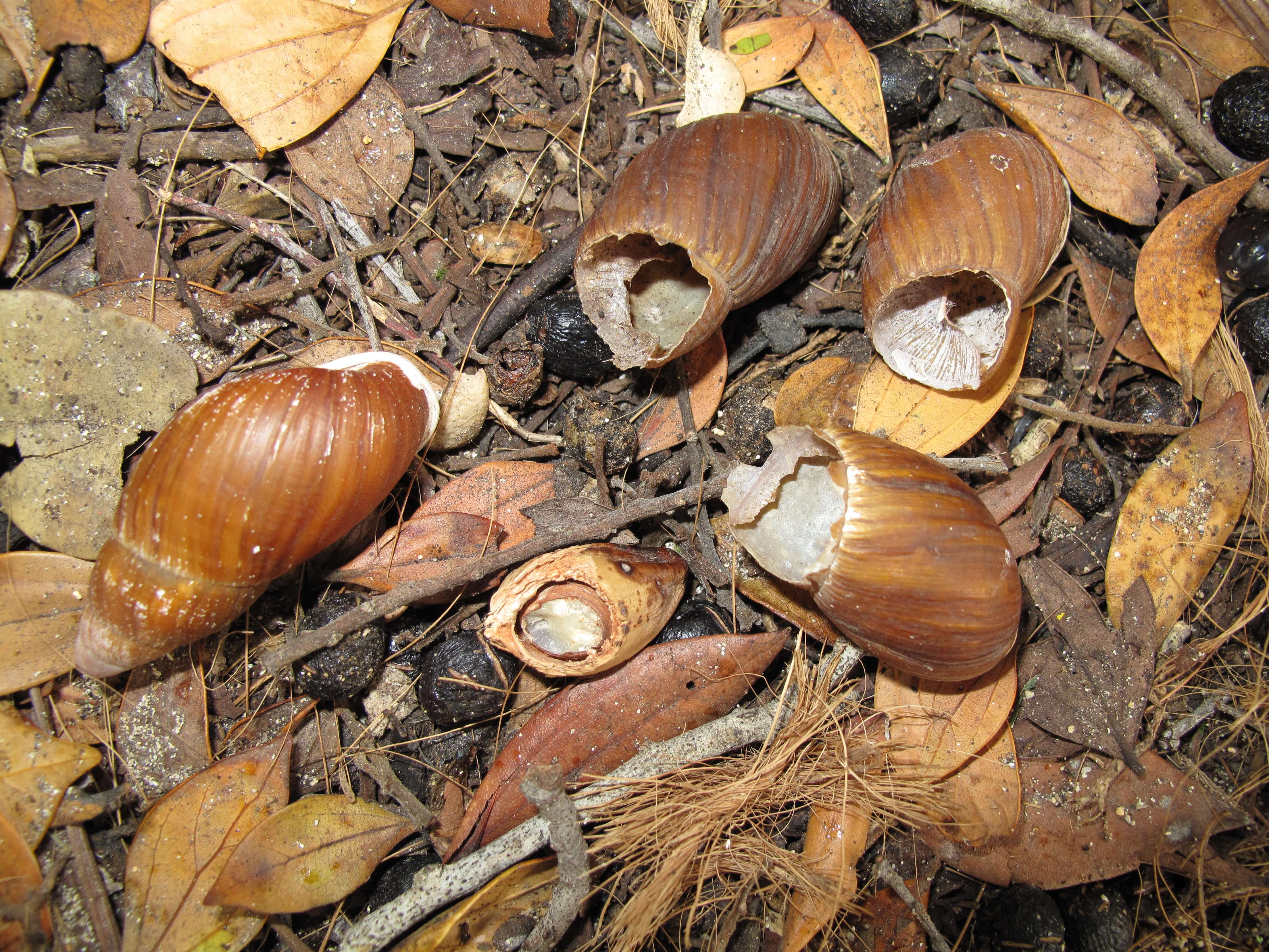 Snail shells eaten by rats