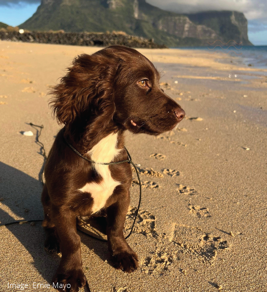 Brown and white Cocker Spaniel