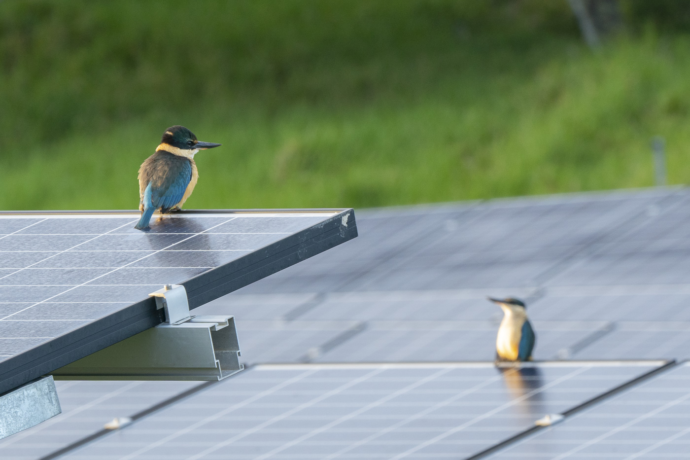Solar panels and Sacred Kingfishers