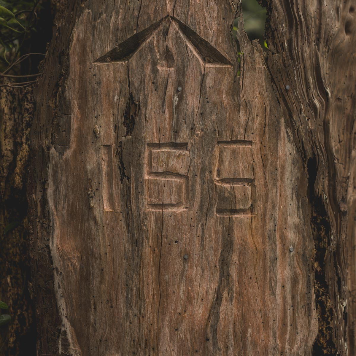 Chelsea Scott Photo - Heritage - Tree engraving Old Settlement
