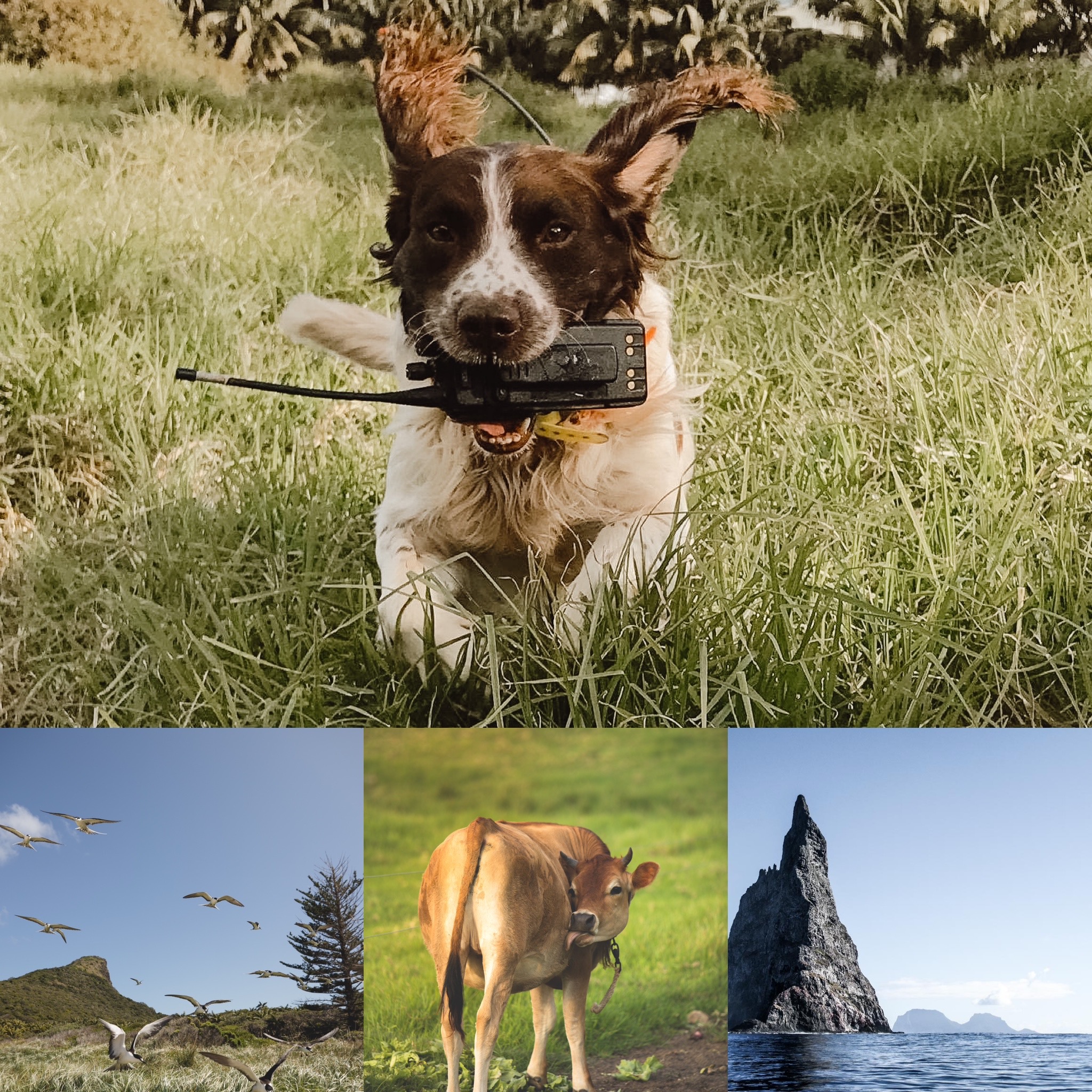 Chelsea Scott Photo - Lord Howe Island - Collection - Biosecurity