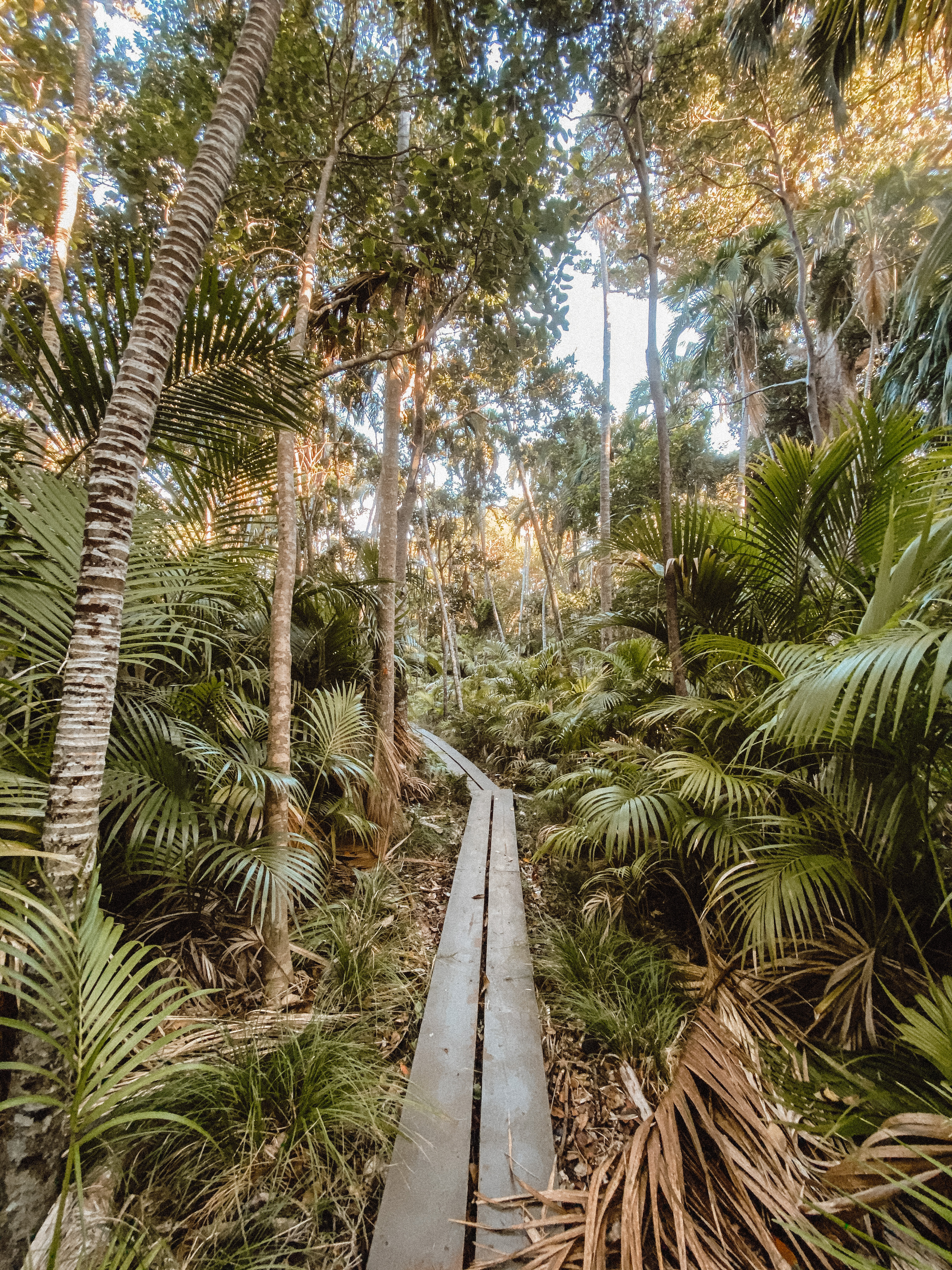 Chelsea Scott Photo - Lord Howe Island - Walking Track