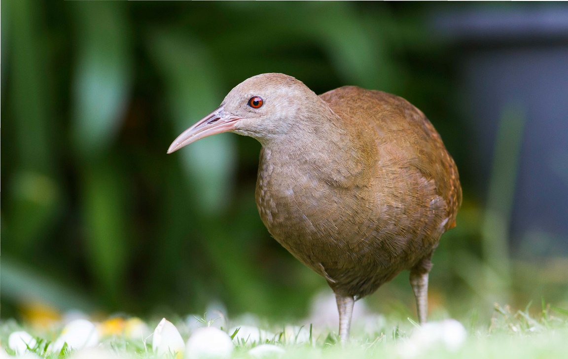 Woodhen walking