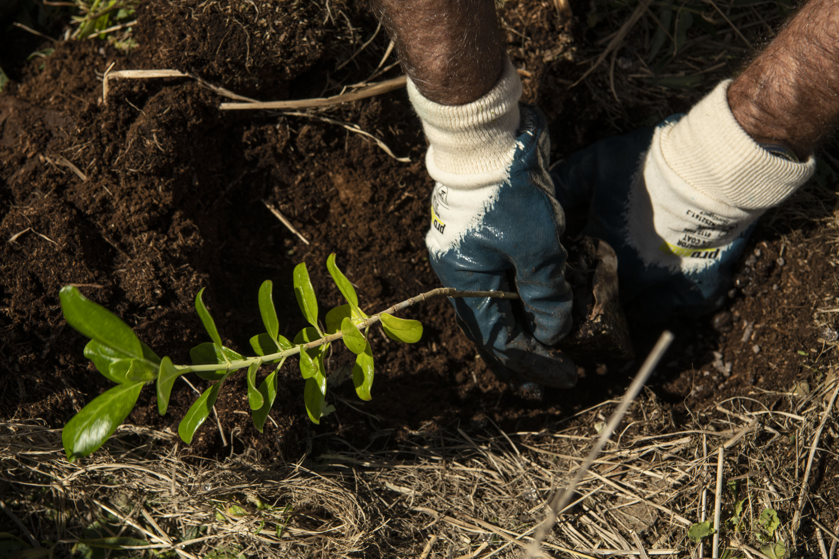 Tree planting Blackburn Island revegetation program