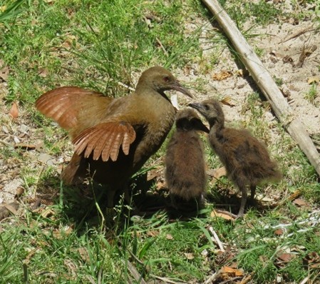 Woodhen mum and her chicks 