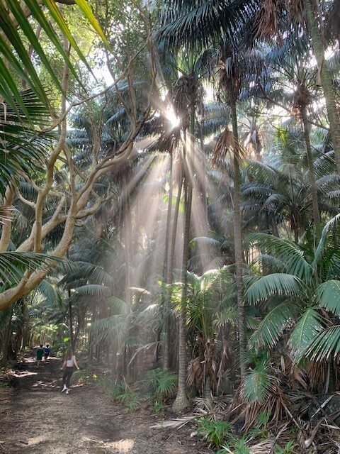 Forest with light peaking through the trees