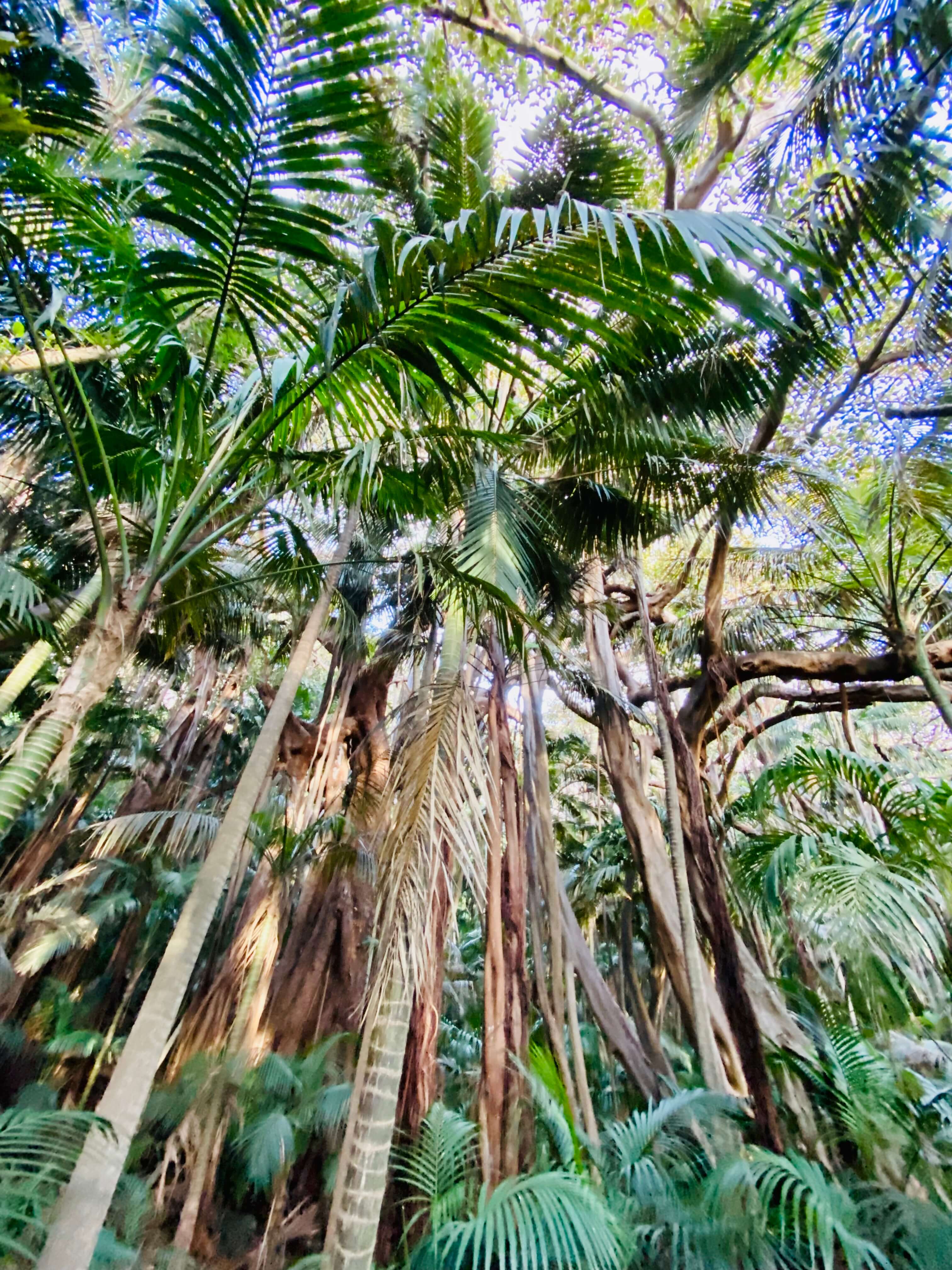 Forest of palm trees