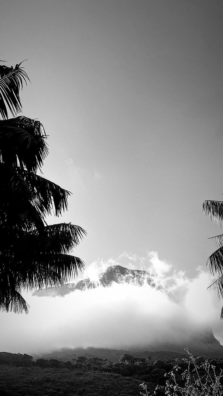 Black and white photo of sky, mountains, and palm tree on left