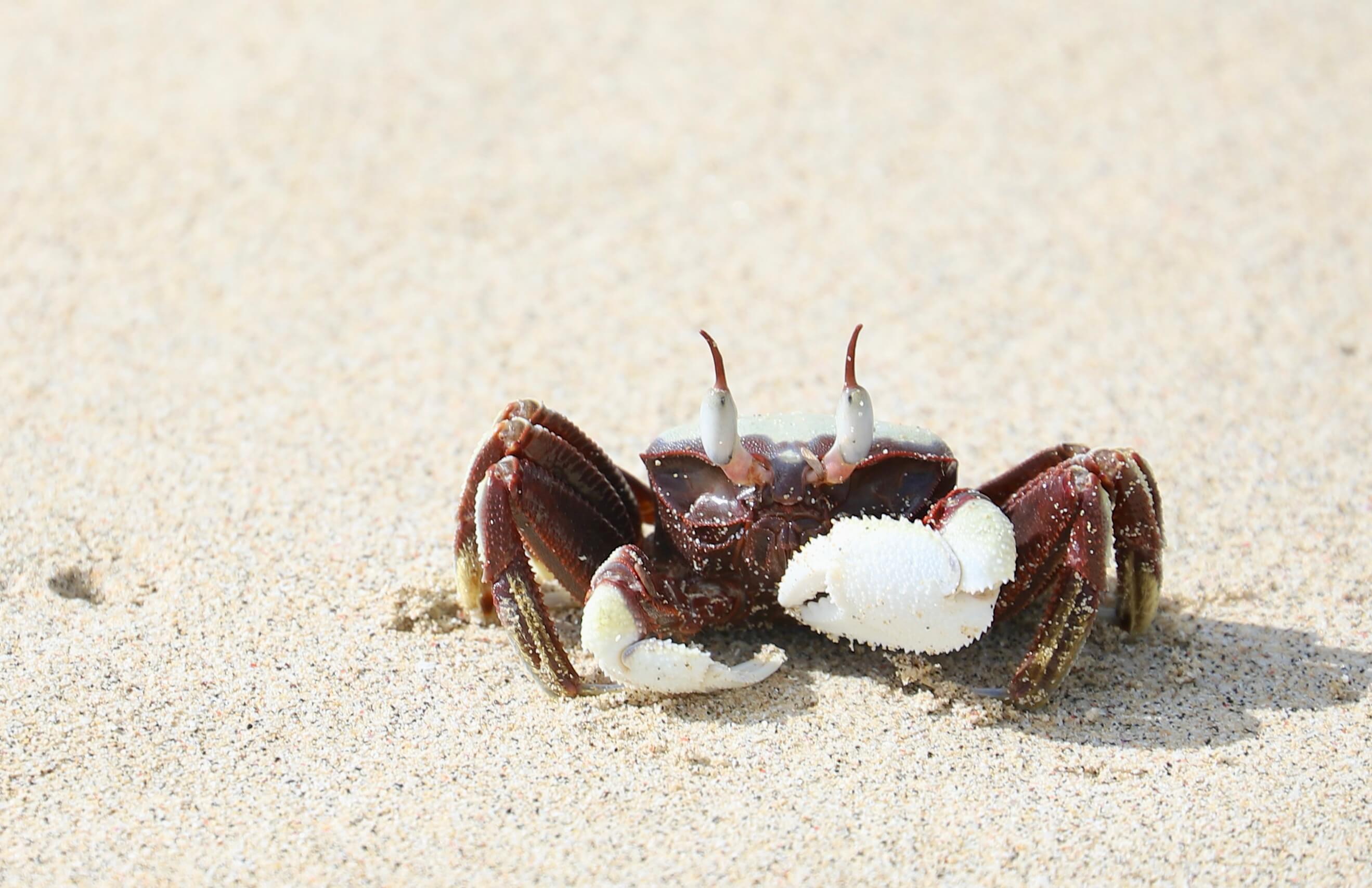 Brown crab on sandy beach