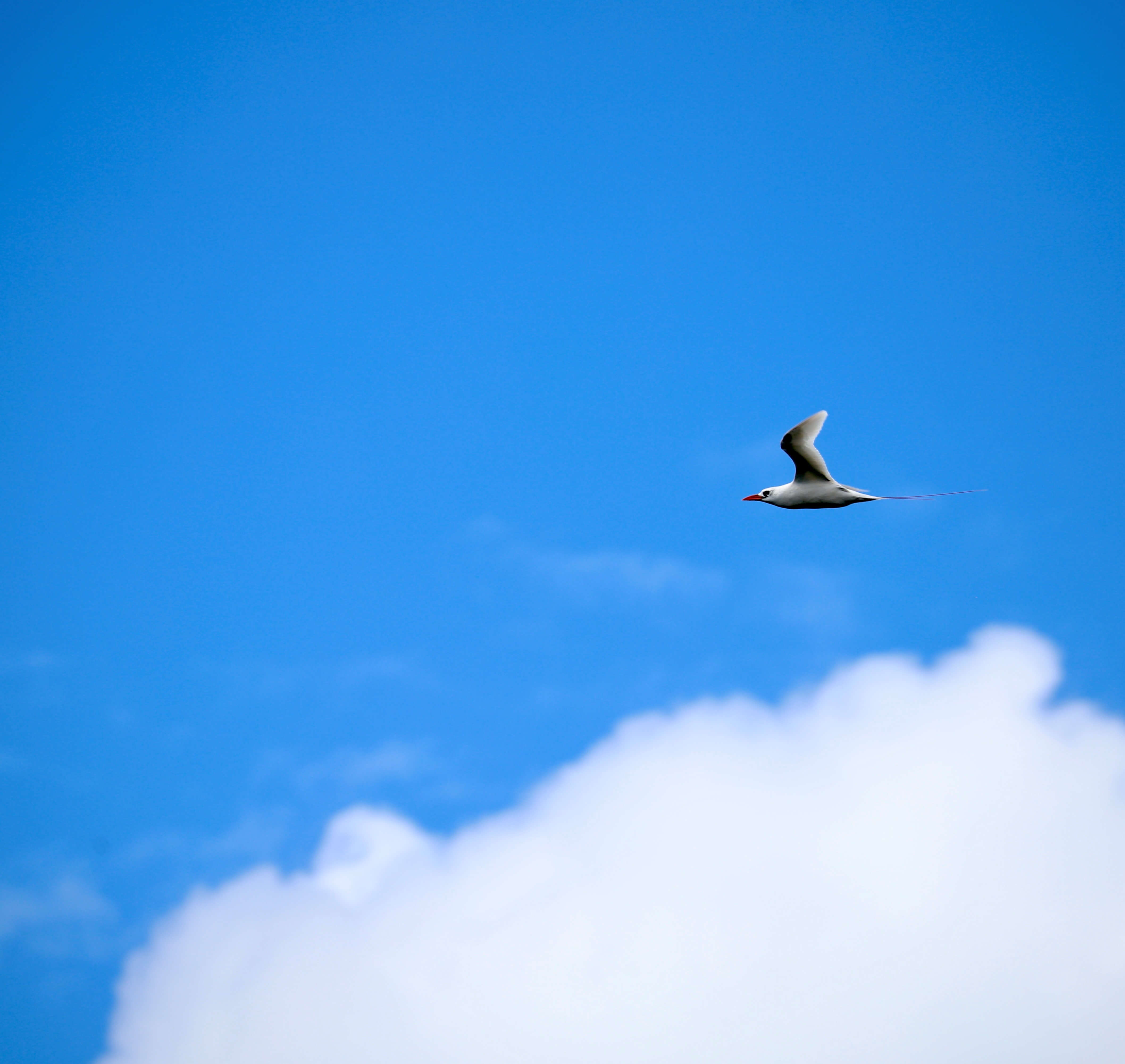 White bird flying above clouds