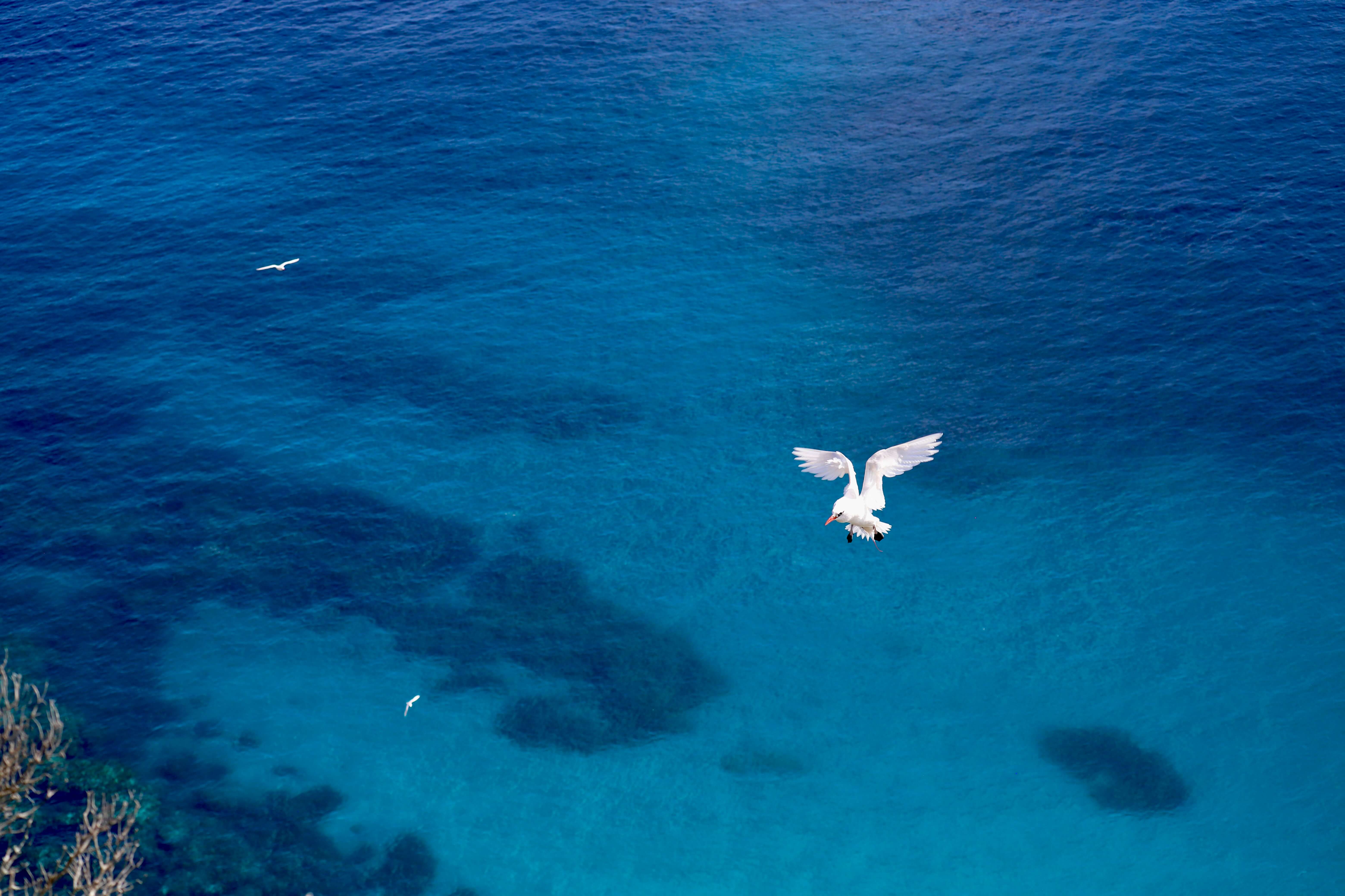 White bird flying on a background of dark blue ocean