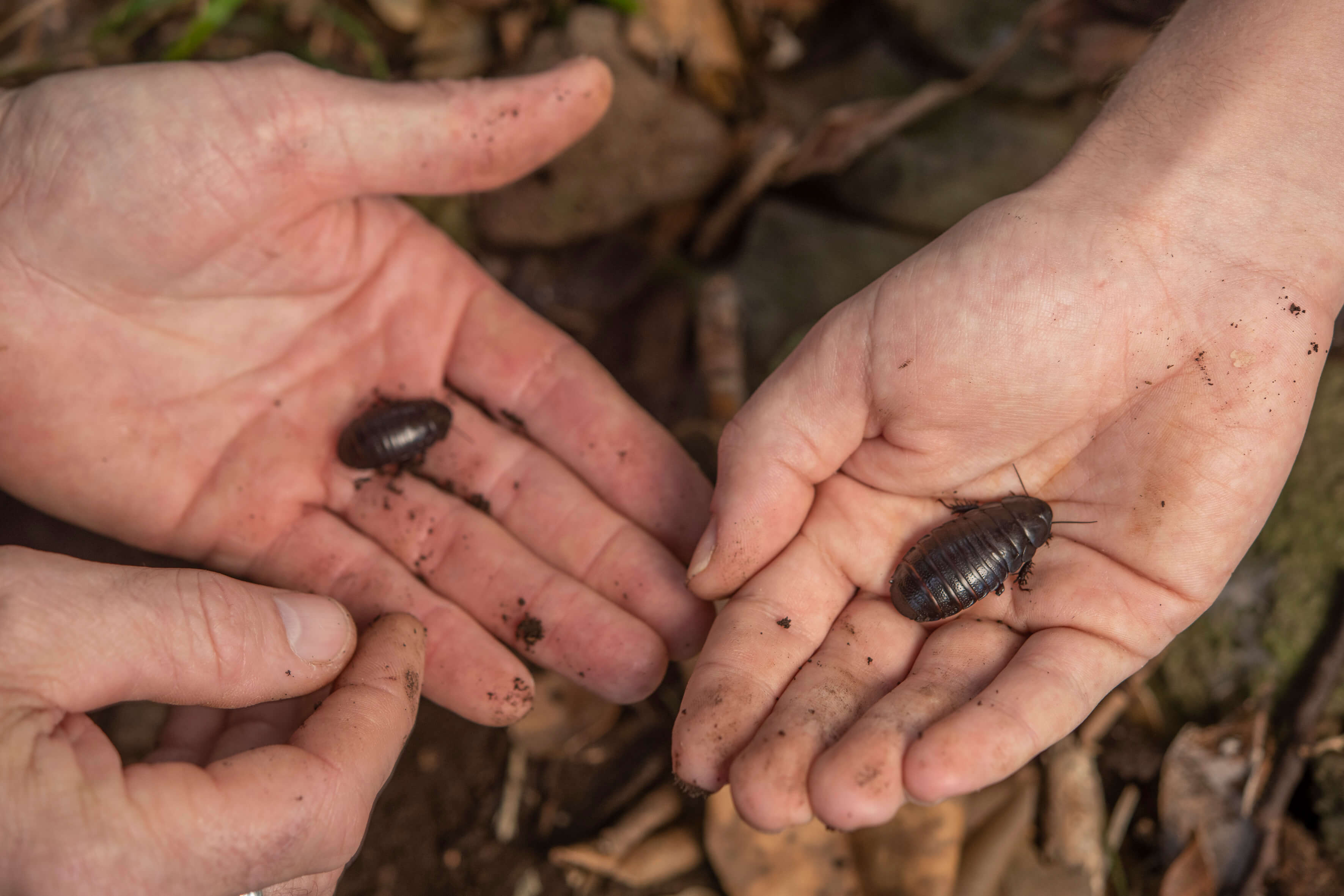 Cockroaches in two hands