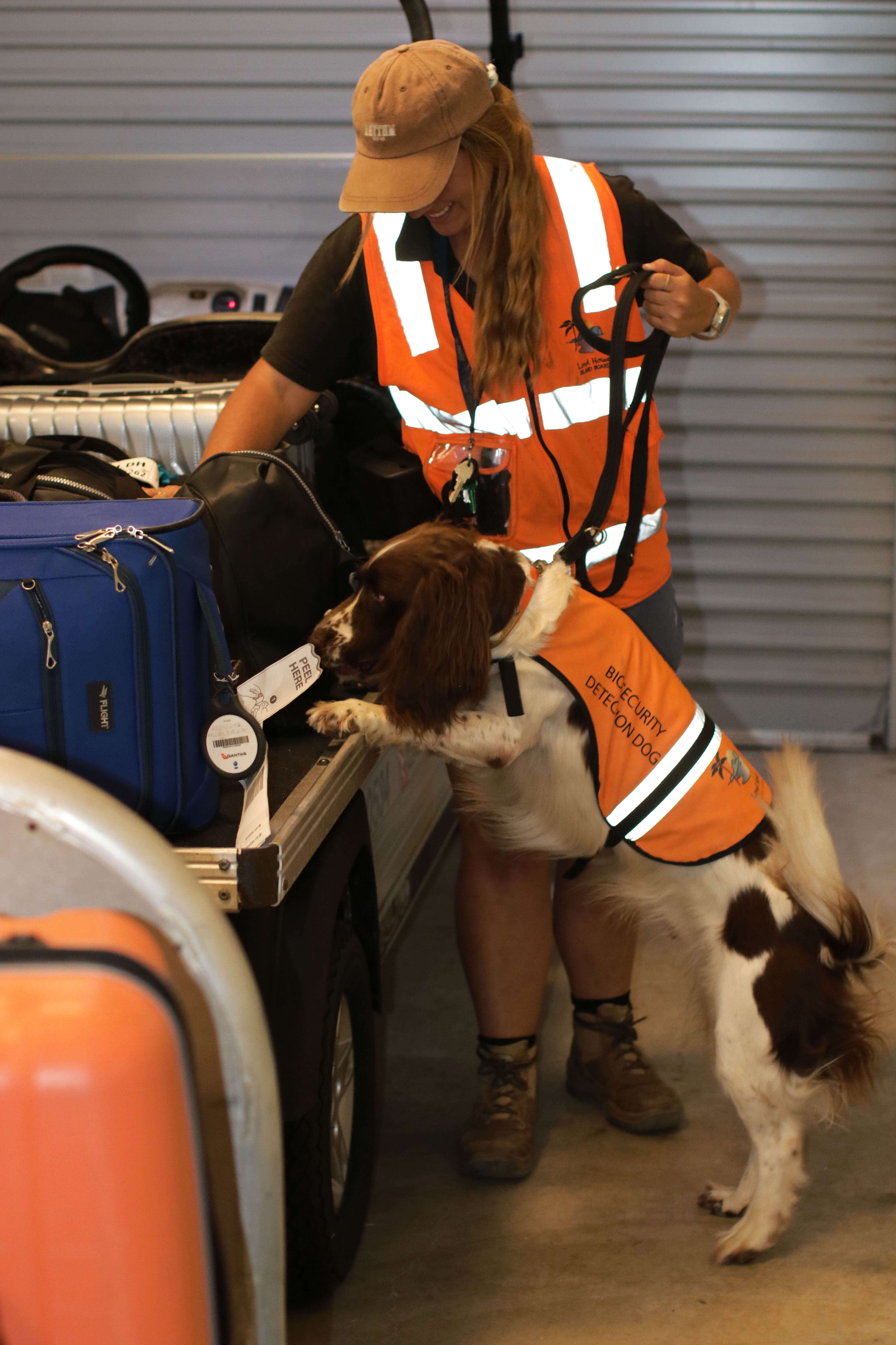 Detection dog sniffing luggage at airport