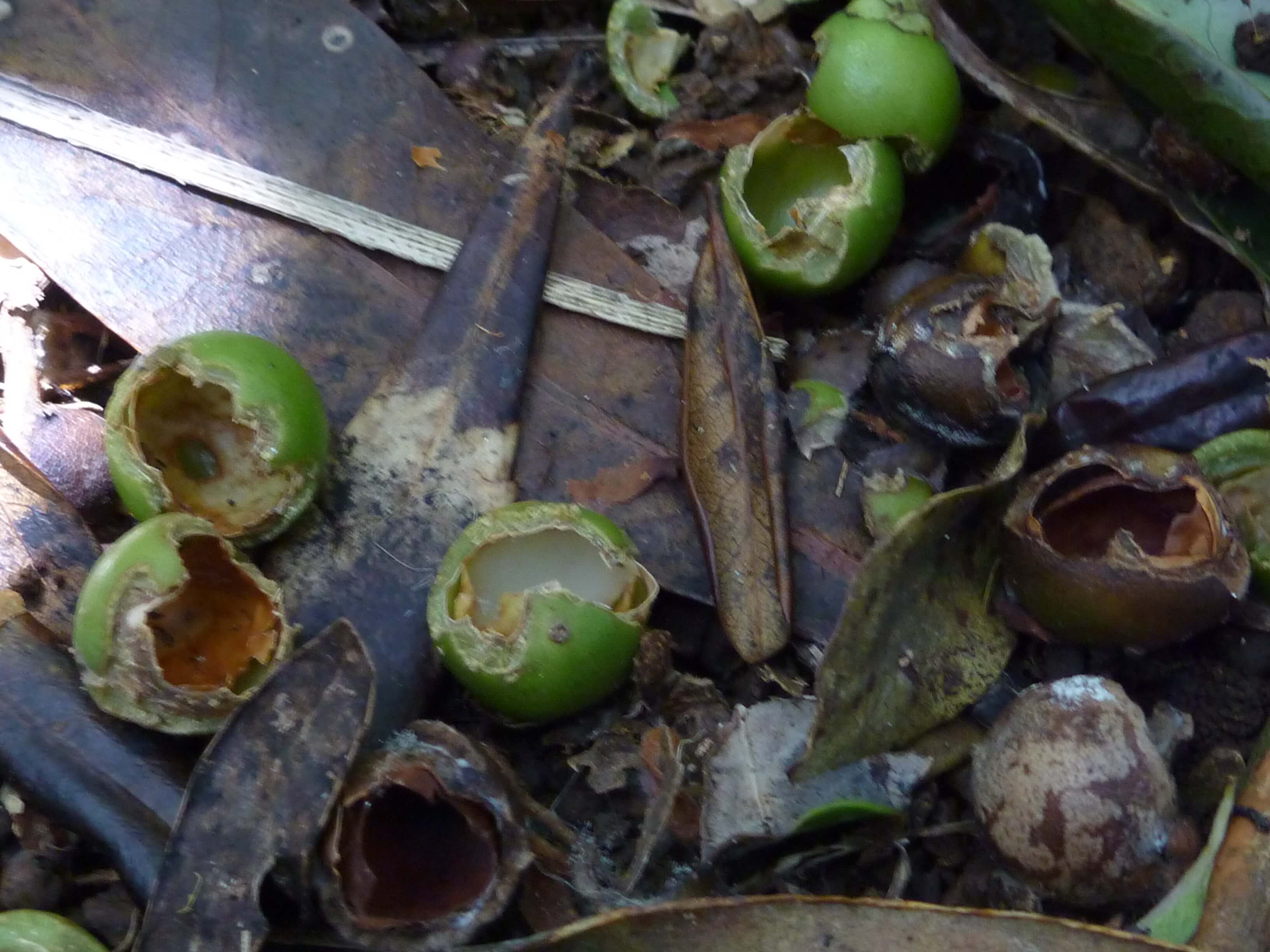 Seeds chewed by rats