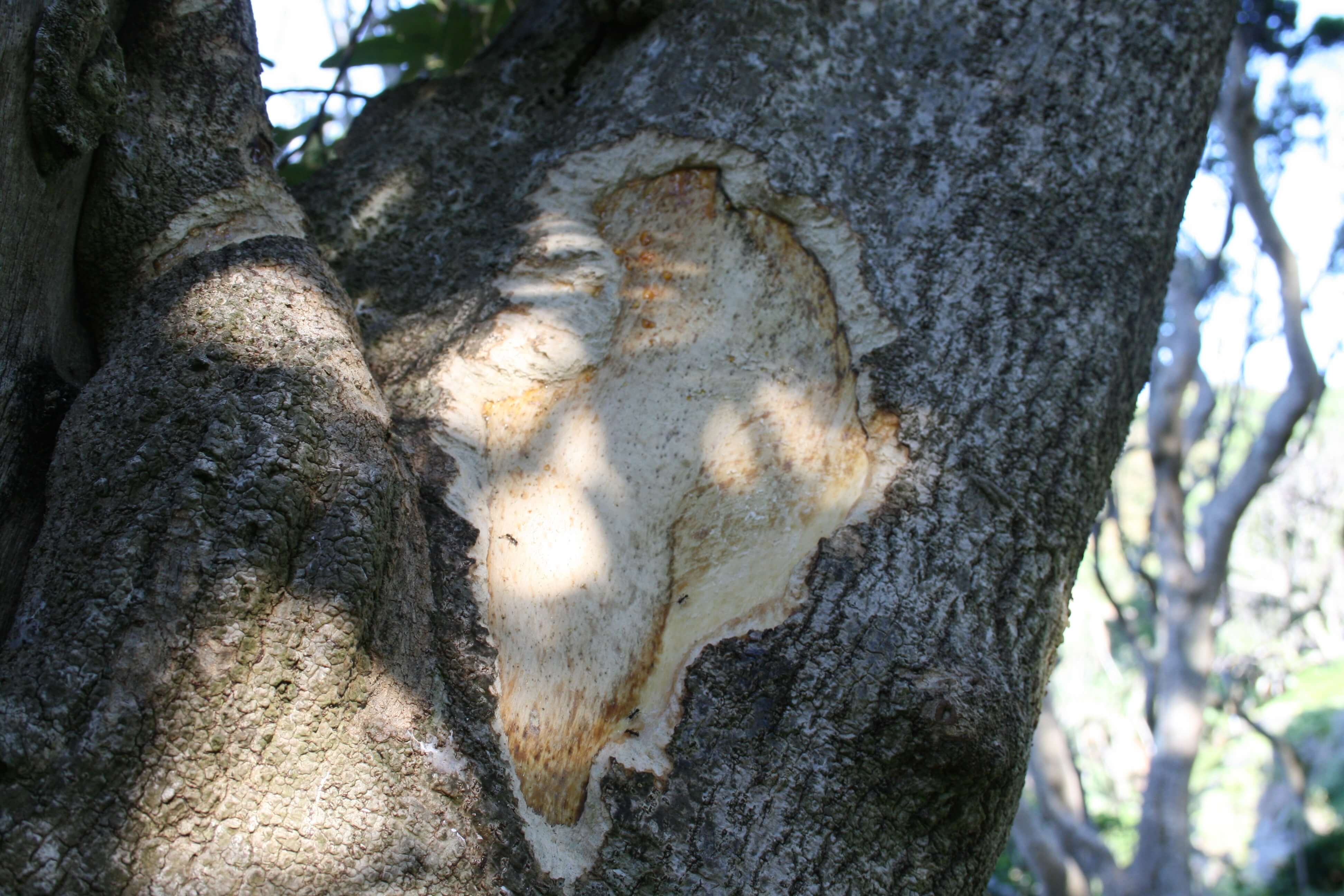 Tree chewed by rat