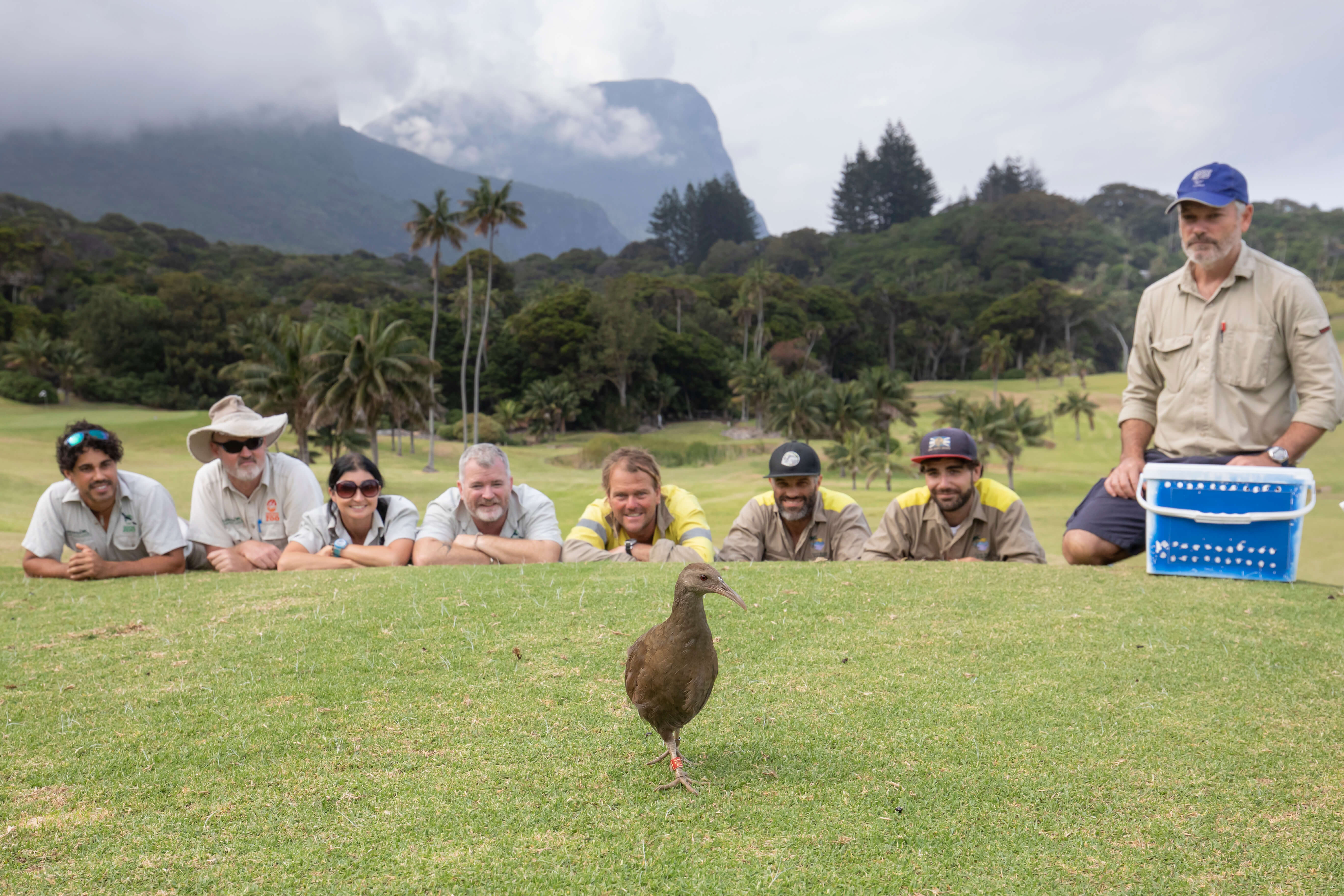 People lying down on grass looking at brown bird