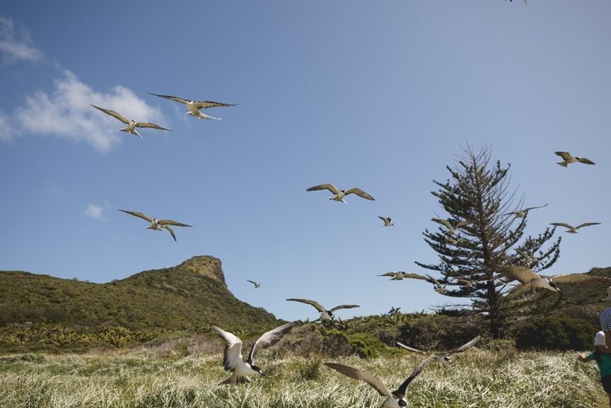 Birds flying over a patch of grass