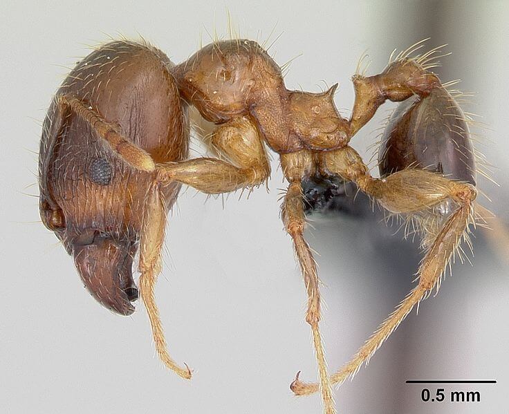 Pheidole megacephala