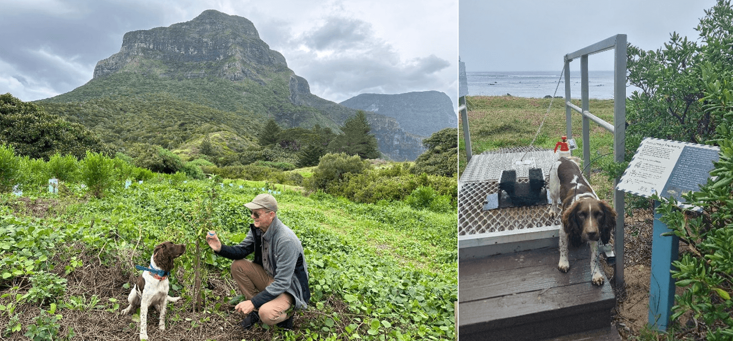 Dogs on Lord Howe Island