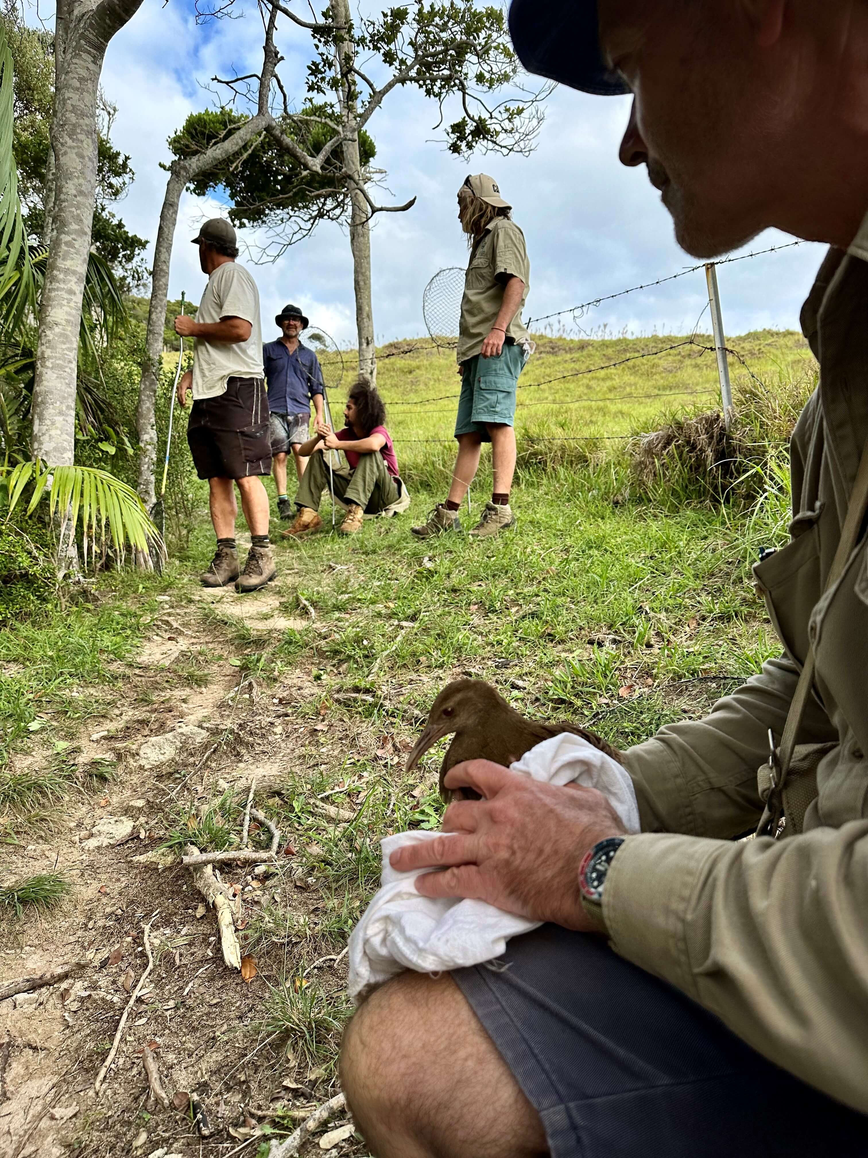 Woodhen being held