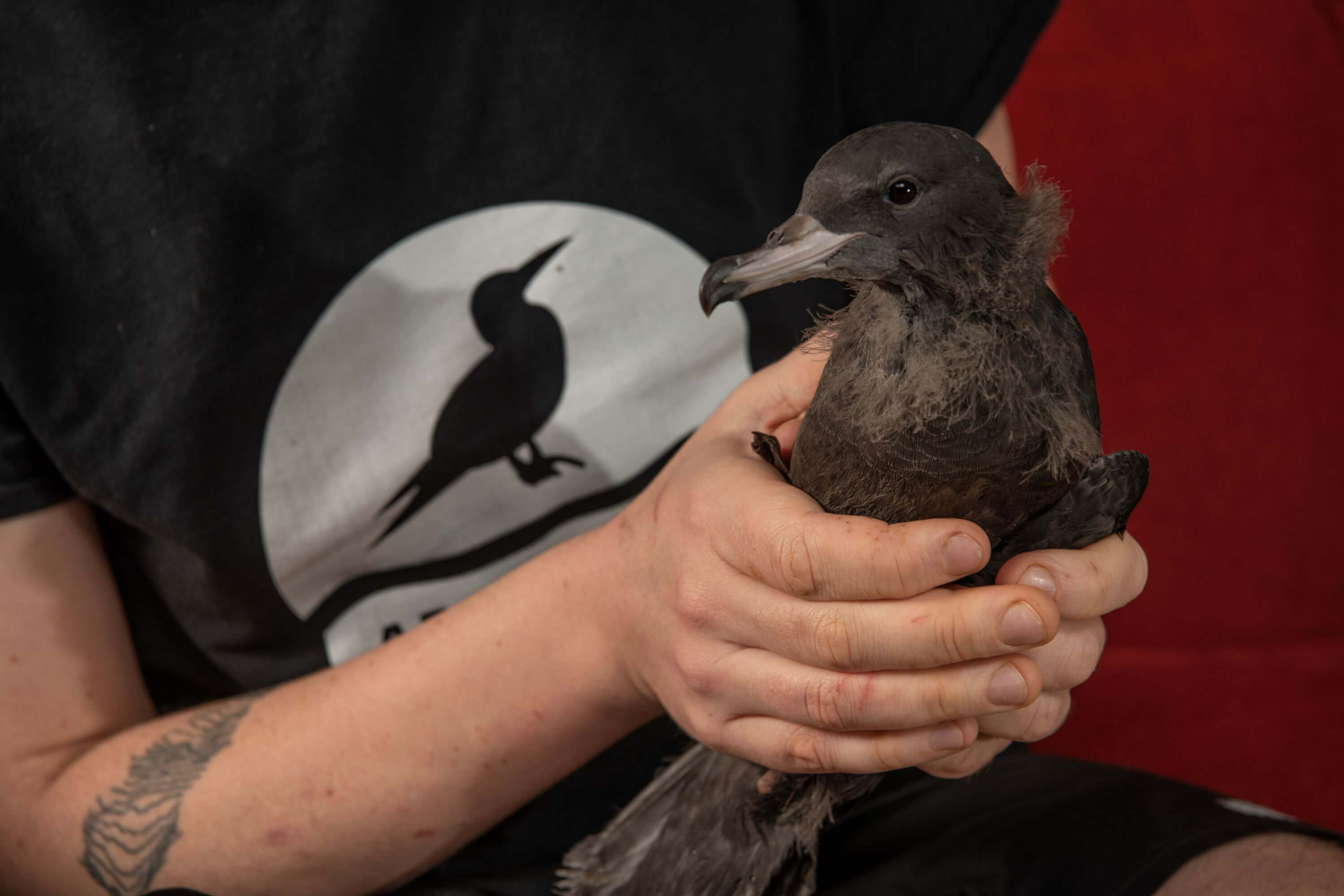 Person holding a brown bird in their hands