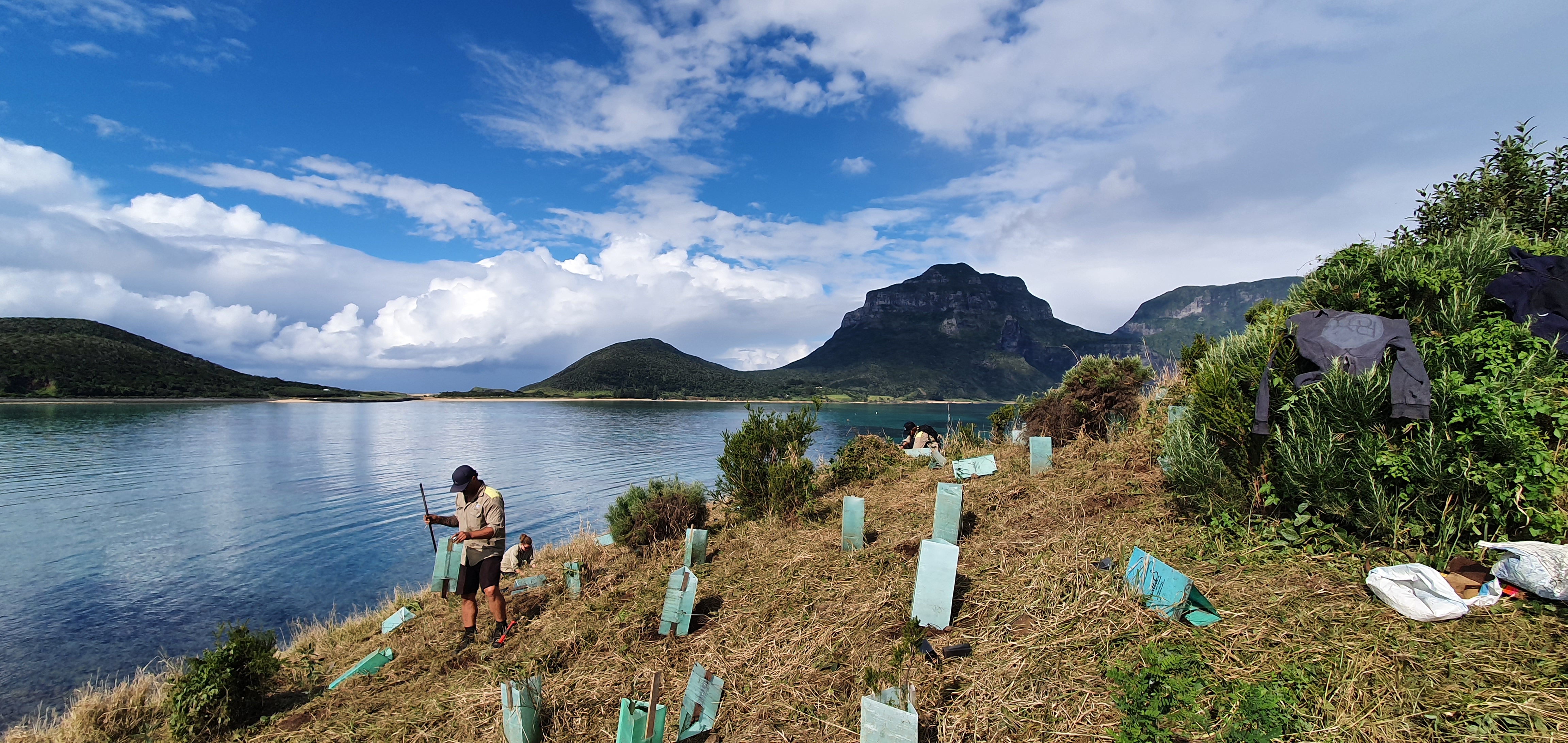 Blackburn Island revegetation