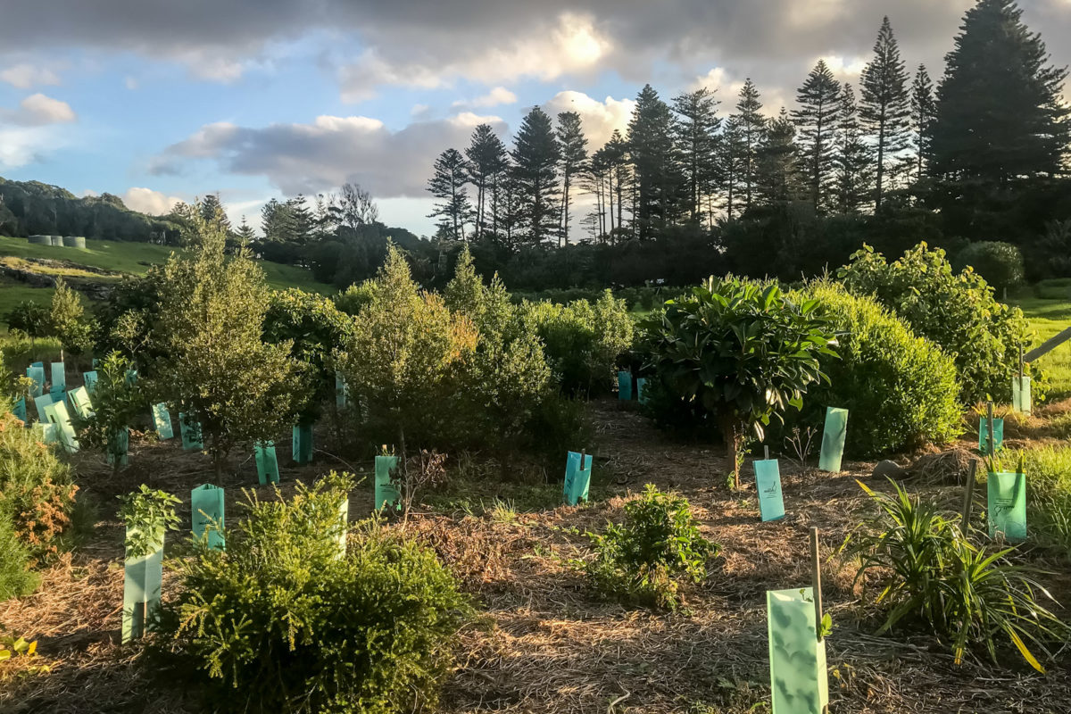 Photo of the revegetation site in 2022: Pinetrees