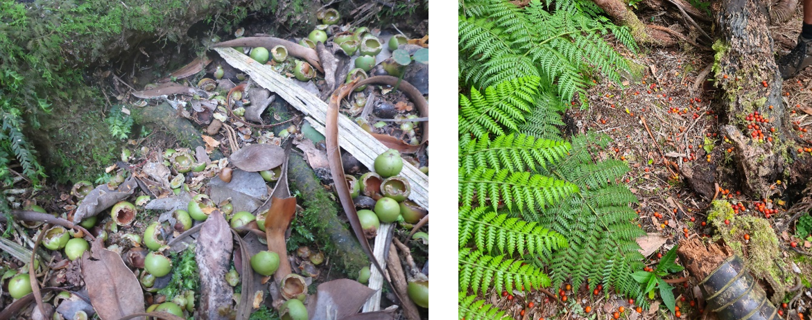 Left: LMP seed on Mt Gower in 2026, chewed by rodents. Right: An abundance of untouched seeds on the ground in 2021, post rodent eradication