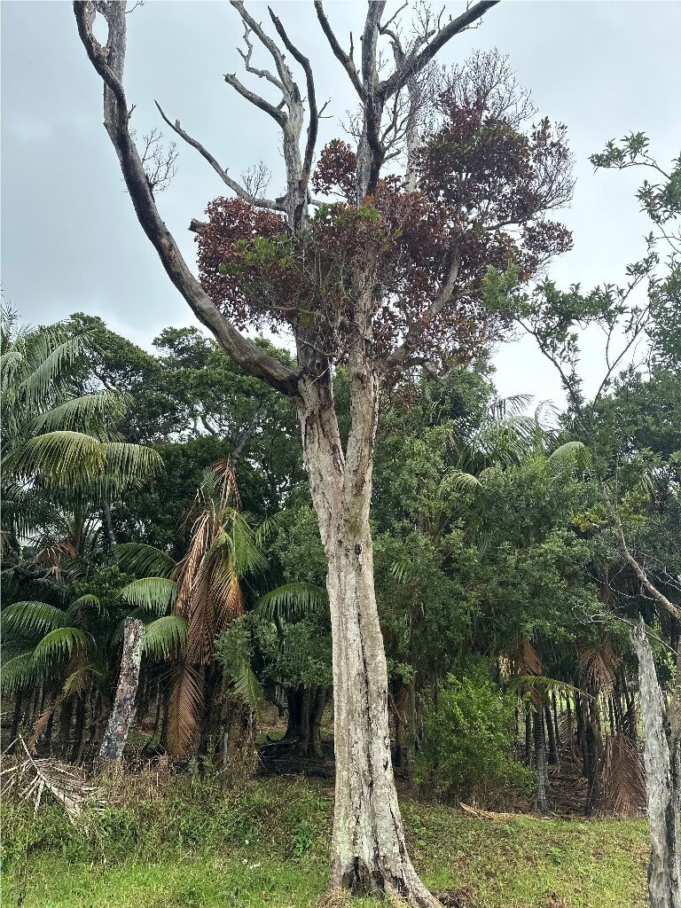 Phytophthora cinnamomi positive location on LHI with symptomatic Scaly Bark (Syzygium fullagari)