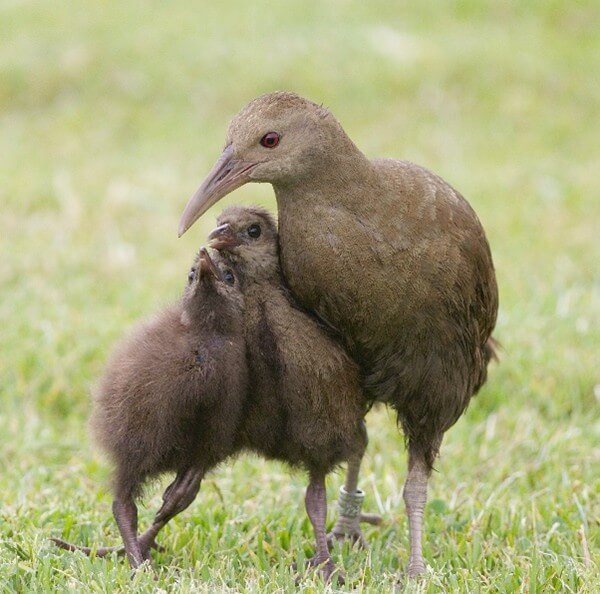 Image of two woodhens on Lord Howe Island
