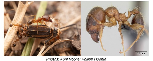 African big headed ant